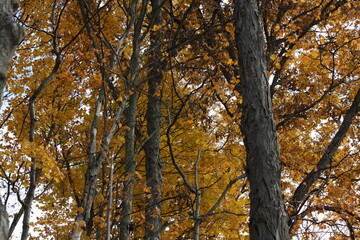 Obraz premium Forest trees in the fall