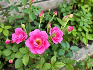 A beautiful pink rose bush with blooming pink and white flowers and green leaves in a summer garden