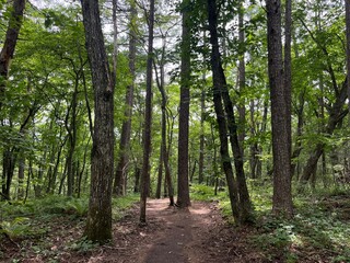 scenery in Karuizawa, Nagano, Japan	
