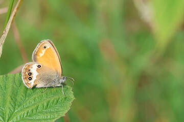 The pearly heath butterfly - Coenonympha arcania