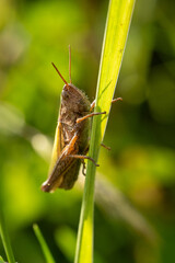 Macro shot of a grasshopper clinging to a green grass blade in a sunlit meadow, detailed close-up with soft bokeh background, perfect for nature and insect studies