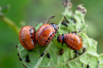 Macro Shot of Leptinotarsa Decemlineata Larvae on Damaged Plant Leaf – Invasive Pest Species in Agriculture and Potato Crops