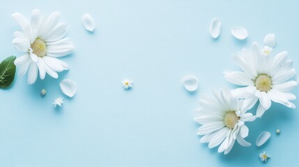 Delicate white flowers on a pastel blue background