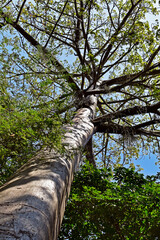 African baobab tree (Adansonia digitata) in Rio de Janeiro, Brazil