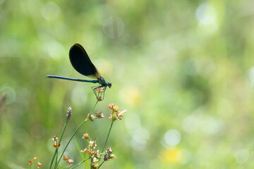 Blue dragonfly or damselfly on a flower in the meadow. Shiny bokeh background