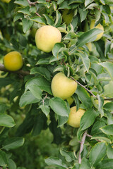Fresh green apples growing on branches in a sunny orchard during the early summer season