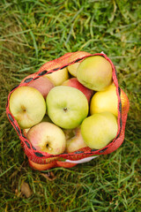 Freshly harvested apples collected in a mesh bag resting on green grass during harvest season