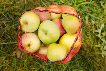 Freshly picked apples in a red bag resting on green grass in a sunny orchard during harvest season