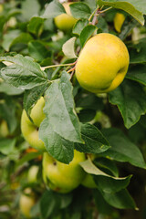 Ripe green apples hanging on a tree branch in an orchard on a sunny day during autumn harvest season
