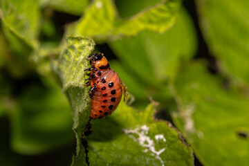 Close-Up of Leptinotarsa Decemlineata Larva Crawling on Leaf – Macro Shot for Crop Pest...