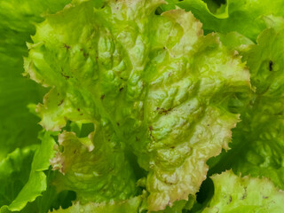 Close-up of vibrant green lettuce leaves with ruffled edges and slight browning