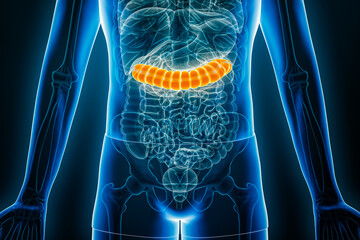 X-ray anterior or front view of human transverse colon 3D rendering illustration with male body contours. Anatomy, organ of digestive system, medical, biology, science, healthcare concepts.