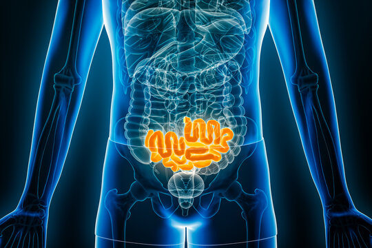 X-ray anterior or front view of human ileum, part of the small intestine, 3D rendering illustration with male body contours. Anatomy, organ of digestive system, medical, biology, healthcare concepts.