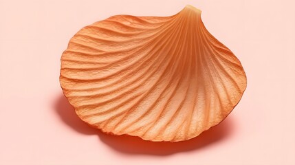 Single Peach Flower Petal on Pink Background