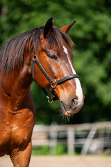 Portrait of beautiful brown horse in profile with white spot on muzzle. Animals coat glistens in...