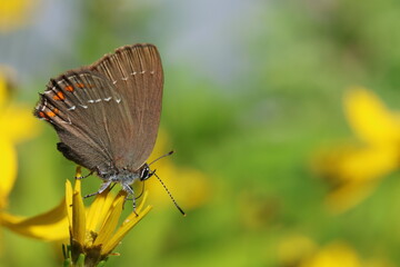 The ilex hairstreak butterfly - Satyrium ilicis
