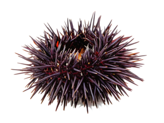 sea urchin  isolated on white background PNG, AI GENERATED