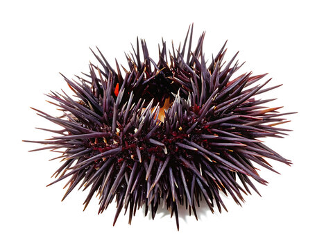 sea urchin  isolated on white background PNG, AI GENERATED