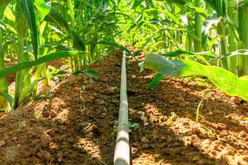 Efficient Irrigation: Close-Up of Drip Hose Between Sunlit Rows of Corn.