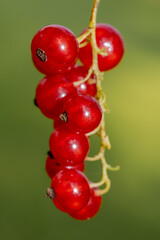 Close-Up of Red Currant Berries on Green Background – Ribes Rubrum Fruit Macro for Summer Garden, Healthy Eating and Natural Food Concepts with Copy Space