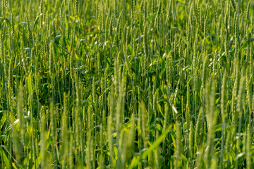 Green Wheat Field at Early Growth Stage – Horizontal Image with Natural Depth and Rich Texture for Agriculture, Ecology and Sustainable Food Production