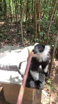 A charming group of lemurs lounges in lush greenery, showcasing their unique features and vibrant expressions as they enjoy a moment of relaxation in their natural habitat, Madagascar, tc01