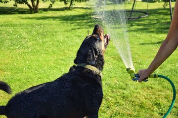 The owner of the Rottweiler refreshes him in hot weather from a garden hose. Friendship between man...