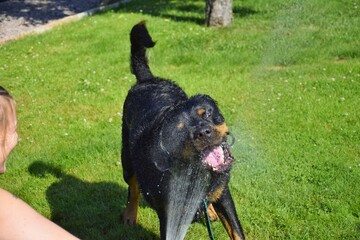 The owner of the Rottweiler refreshes him in hot weather from a garden hose. The dog drinks water...
