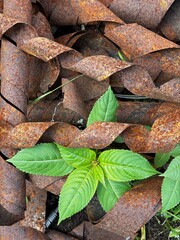 Curved strips of rusty metal on the ground