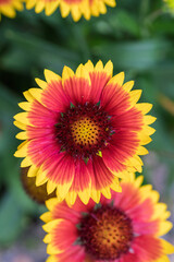 A Vibrant Flower Blooms Beautifully in Radiant and EyeCatching Colors of Various Hues