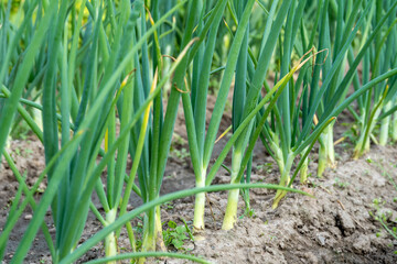Obraz premium Fresh Green Onion Stalks Growing in Garden Soil – Organic Farming Scene with Young Scallions in Neat Rows, Ideal for Agricultural or Sustainable Food Concepts