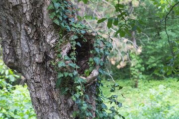 Hollow Tree Trunk Wrapped in Ivy in a Green Forest