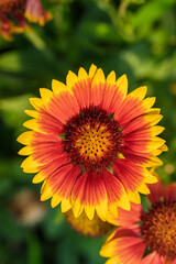 A Vibrant Flower Blooms Beautifully in Radiant and EyeCatching Colors of Various Hues