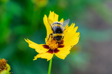 A Bee Collecting Nectar from a Vibrant and Colorful Yellow Flower in full bloom today