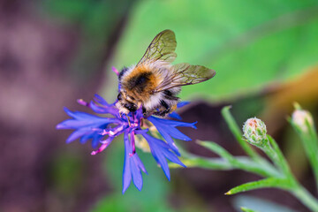 A Bee is Actively Pollinating a Beautiful and Vibrant Blue Flower in Natures Splendor