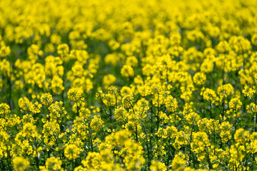 Rapeseed or Canola field, Brassica napus, Spain