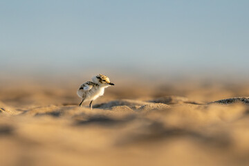 Kentish Plover, chick, Mediterranean, Charadrius alexandrinus
