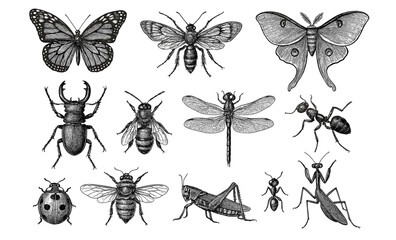 Detailed insect collection featuring butterfly, beetle, and bee in vintage style