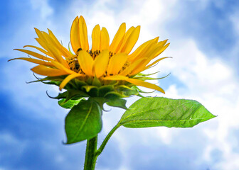 yellow sunflower against blue sky