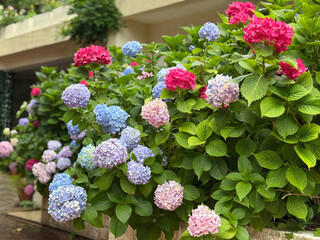 Hydrangea shrub 