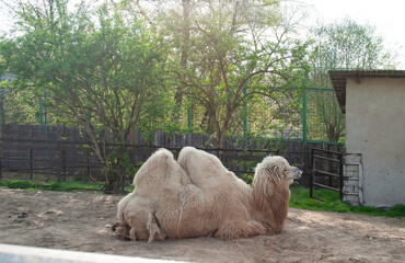 A brown Bactrian camel lies in a zoo enclosure. A Bactrian camel with pendulous humps on a farm. A cloven-hoofed animal with a pendulous hump
