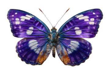 Capture the vibrant purple butterfly in nature close-up photography. Isolated on transparent background, png.
