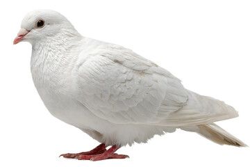 Graceful white pigeon in natural habitat close-up photography. Isolated on transparent background, png.