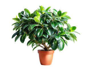 Indoor plant care tips for ficus plants home guide bright room. Isolated on transparent background, png.
