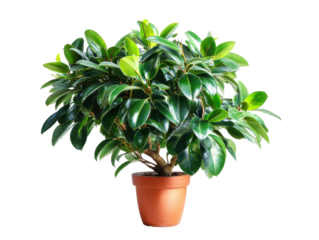 Indoor plant care tips for ficus plants home guide bright room. Isolated on transparent background, png.