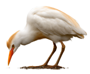 Cattle egret hunting for food in nature close-up perspective. Isolated on transparent background, png.