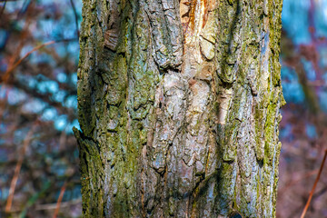 Closeup bark of Styphnolobium japonicum tree. Bark texture. Nature's skin