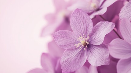 Fototapeta premium Close-up of delicate, light purple flowers