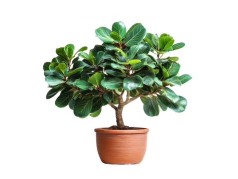 Indoor plant care tips for fiddle leaf fig trees home guide. Isolated on transparent background, png.