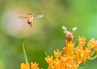 Bees